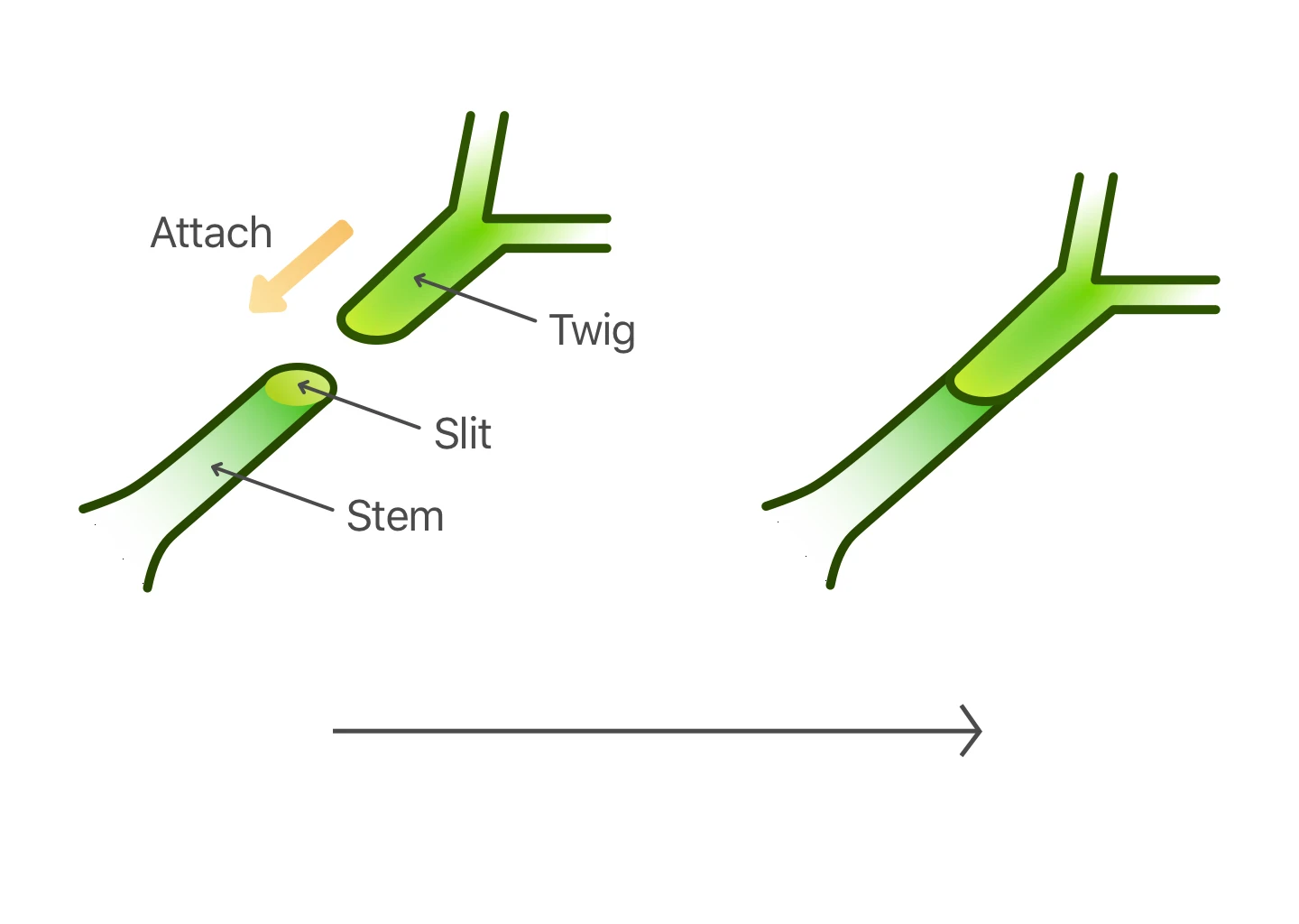 Plant Grafting